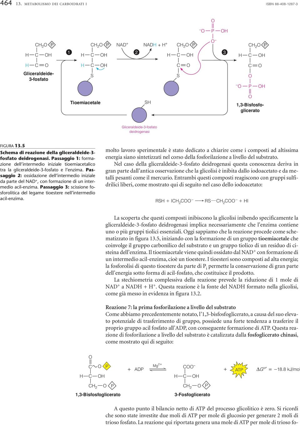 assaggio : ossidazione dell intermedio iniziale da parte del NAD +, con formazione di un intermedio acil-enzima. assaggio 3: scissione fosforolitica del legame tioestere nell intermedio acil-enzima.