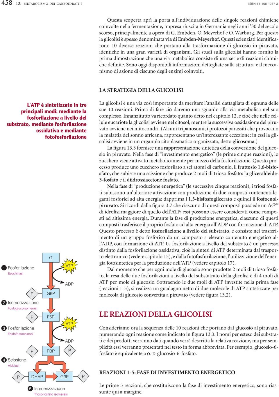 del secolo scorso, principalmente a opera di G. Embden,. Meyerhof e. Warburg. er questo la glicolisi è spesso denominata via di Embden-Meyerhof.