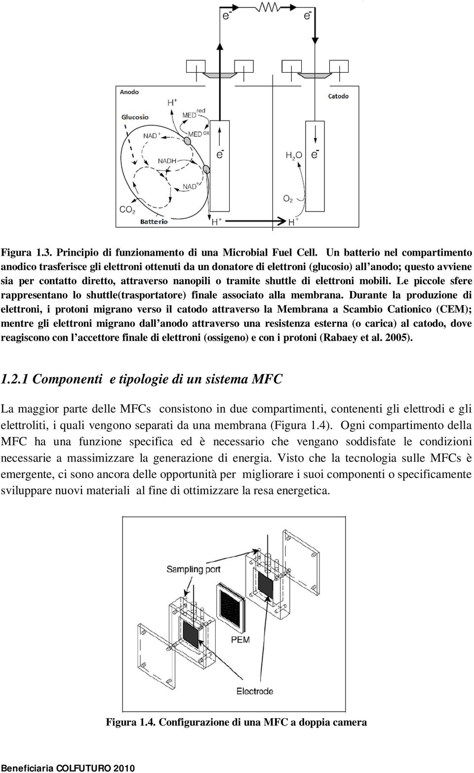 shuttle di elettroni mobili. Le piccole sfere rappresentano lo shuttle(trasportatore) finale associato alla membrana.