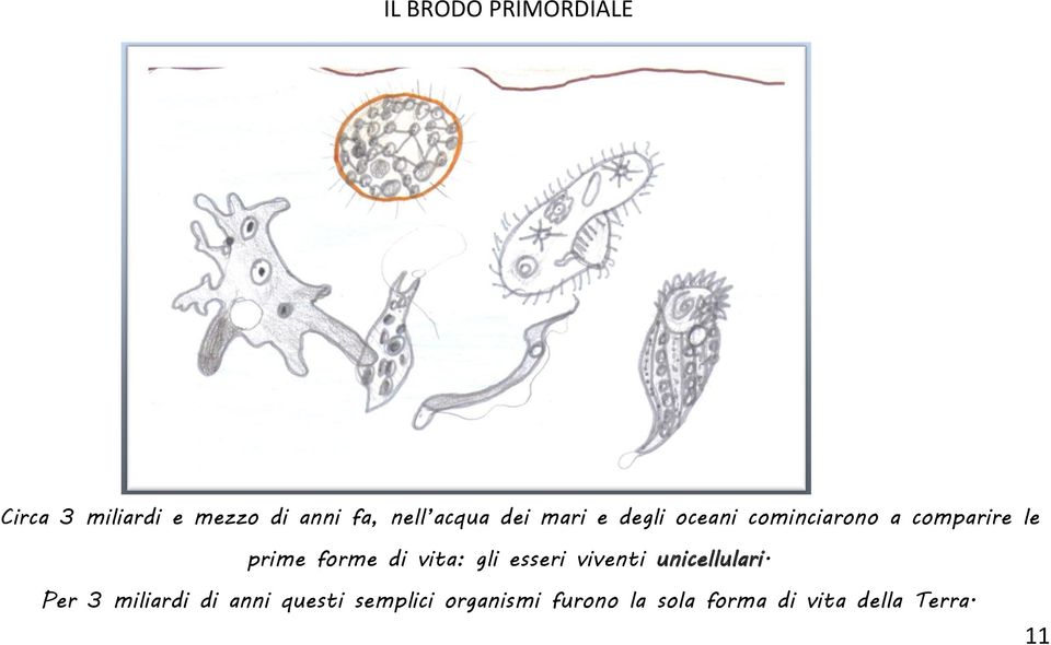 forme di vita: gli esseri viventi unicellulari.