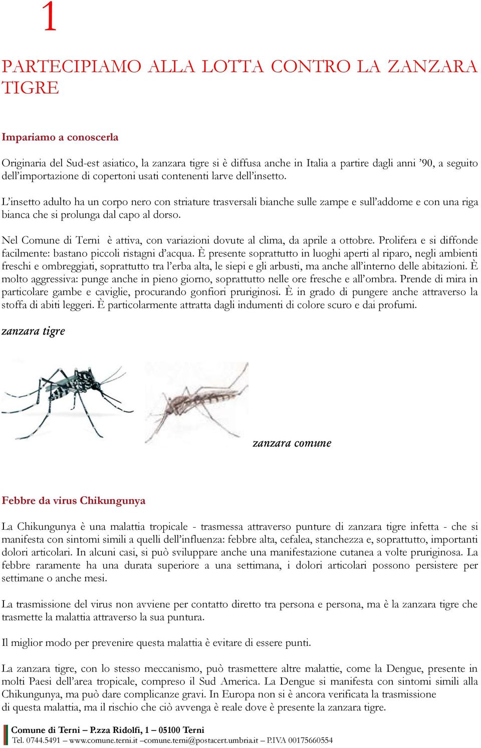 L insetto adulto ha un corpo nero con striature trasversali bianche sulle zampe e sull addome e con una riga bianca che si prolunga dal capo al dorso.