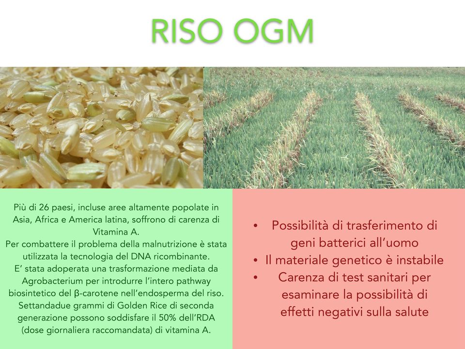 E stata adoperata una trasformazione mediata da Agrobacterium per introdurre l intero pathway biosintetico del β-carotene nell endosperma del riso.