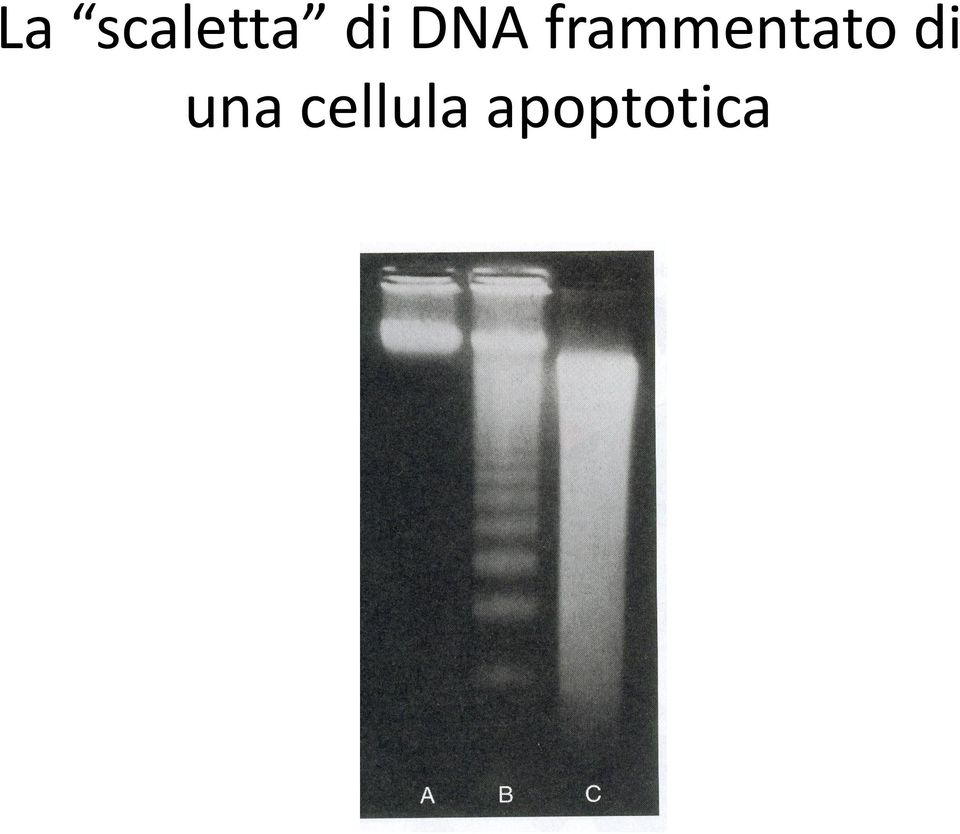 frammentato