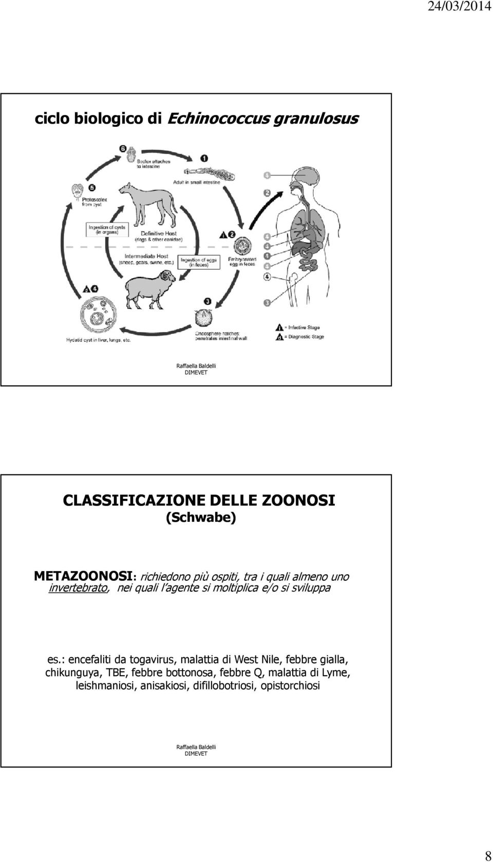 : encefaliti da togavirus, malattia di West Nile, febbre gialla, chikunguya, TBE, febbre