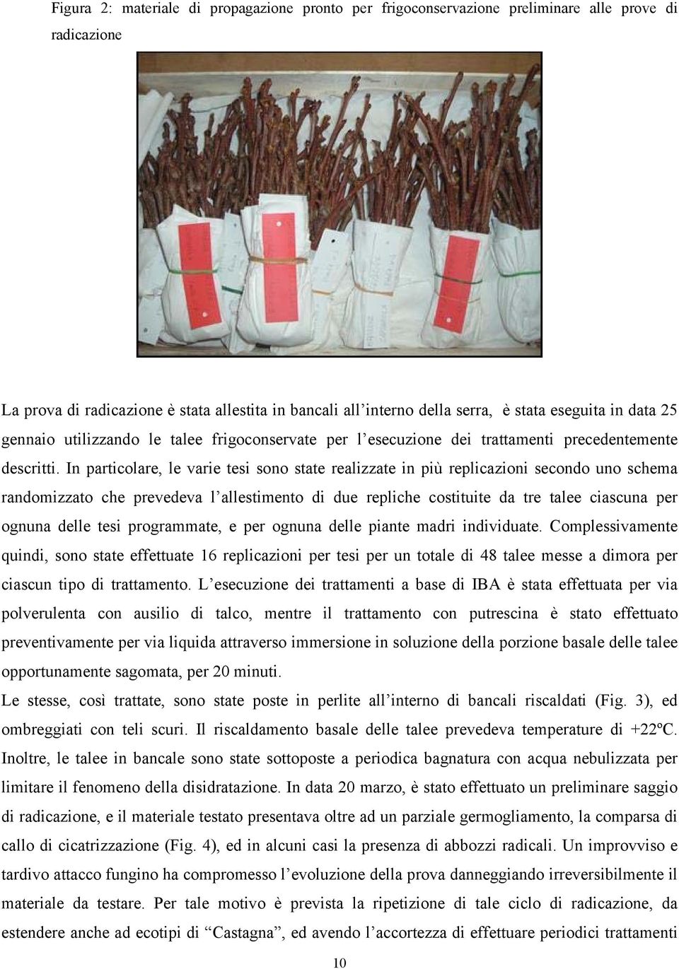 In particolare, le varie tesi sono state realizzate in più replicazioni secondo uno schema randomizzato che prevedeva l allestimento di due repliche costituite da tre talee ciascuna per ognuna delle