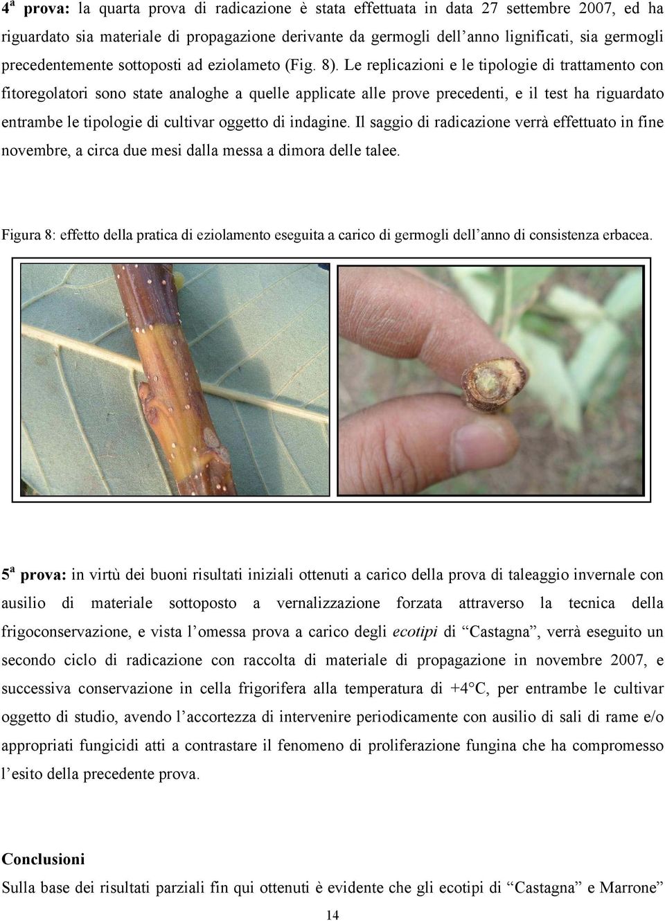 Le replicazioni e le tipologie di trattamento con fitoregolatori sono state analoghe a quelle applicate alle prove precedenti, e il test ha riguardato entrambe le tipologie di cultivar oggetto di