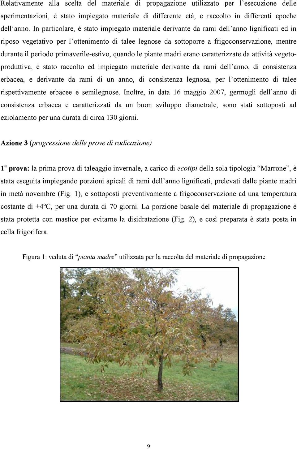 periodo primaverile-estivo, quando le piante madri erano caratterizzate da attività vegetoproduttiva, è stato raccolto ed impiegato materiale derivante da rami dell anno, di consistenza erbacea, e