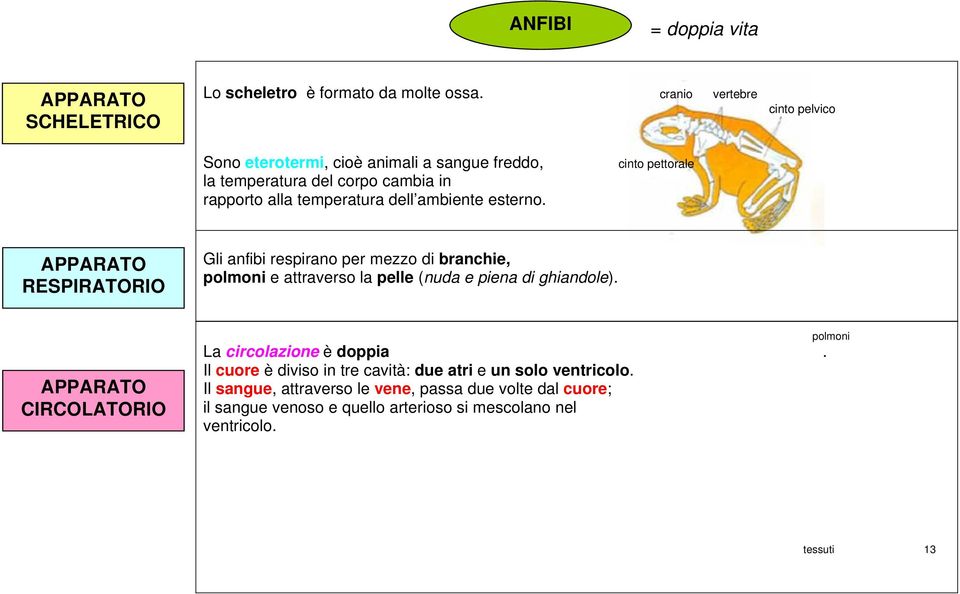 ambiente esterno. APPARATO RESPIRATORIO Gli anfibi respirano per mezzo di branchie, polmoni e attraverso la pelle (nuda e piena di ghiandole).