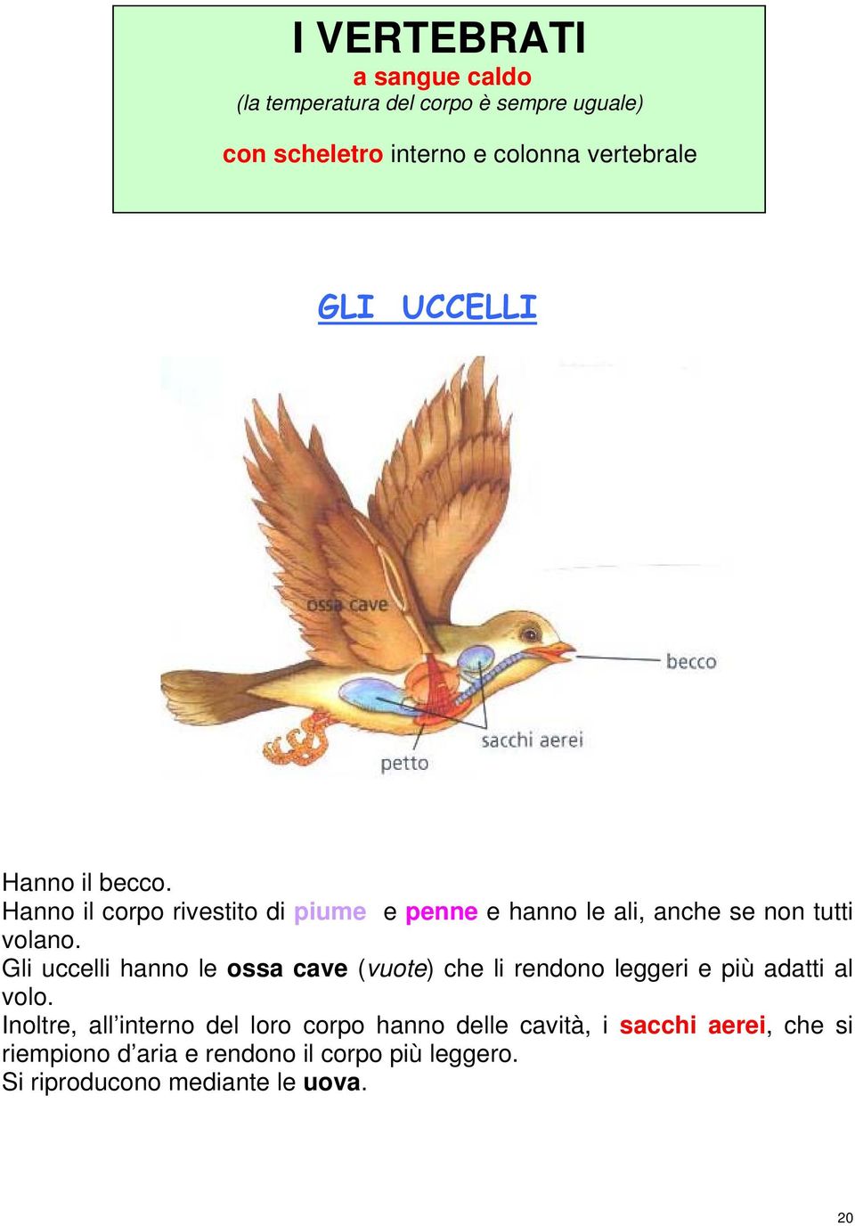 Gli uccelli hanno le ossa cave (vuote) che li rendono leggeri e più adatti al volo.