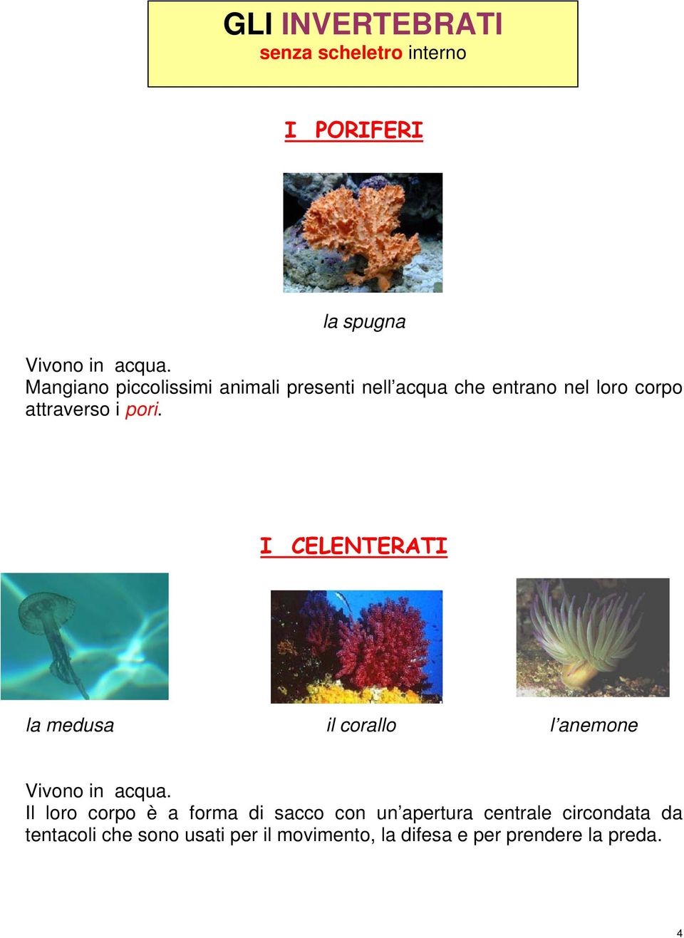 I CELENTERATI la medusa il corallo l anemone Vivono in acqua.
