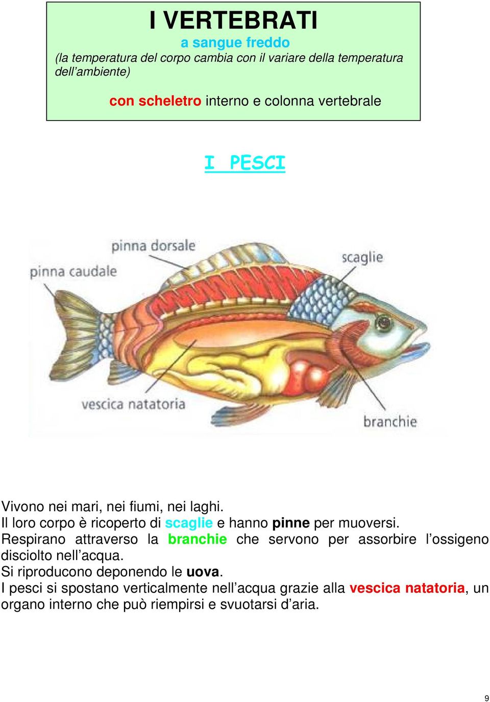 Il loro corpo è ricoperto di scaglie e hanno pinne per muoversi.