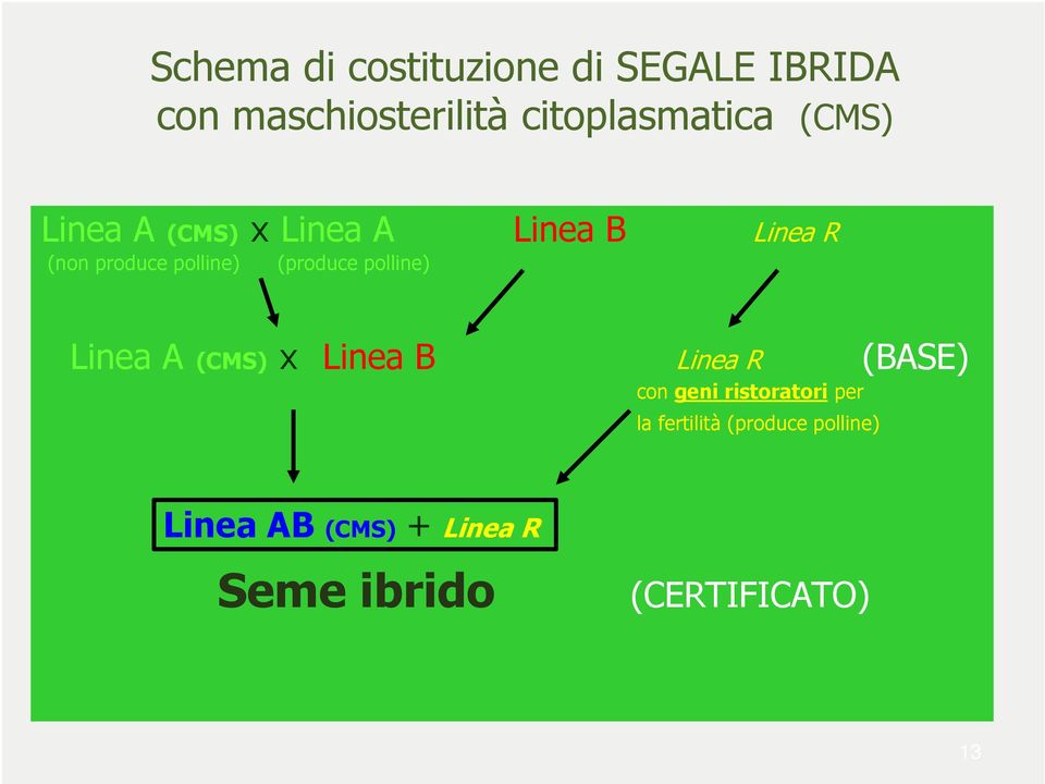 Linea R Linea A (CMS) x Linea B Linea R (BASE) con geni ristoratori per la