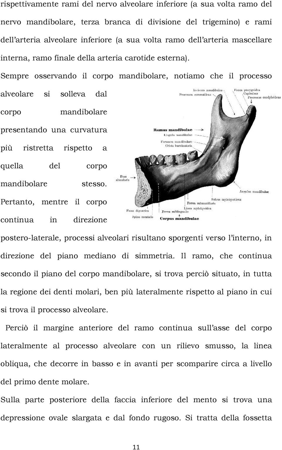 Sempre osservando il corpo mandibolare, notiamo che il processo alveolare si solleva dal corpo mandibolare presentando una curvatura più ristretta rispetto a quella del corpo mandibolare stesso.