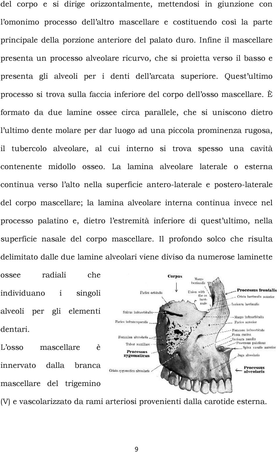 Quest ultimo processo si trova sulla faccia inferiore del corpo dell osso mascellare.