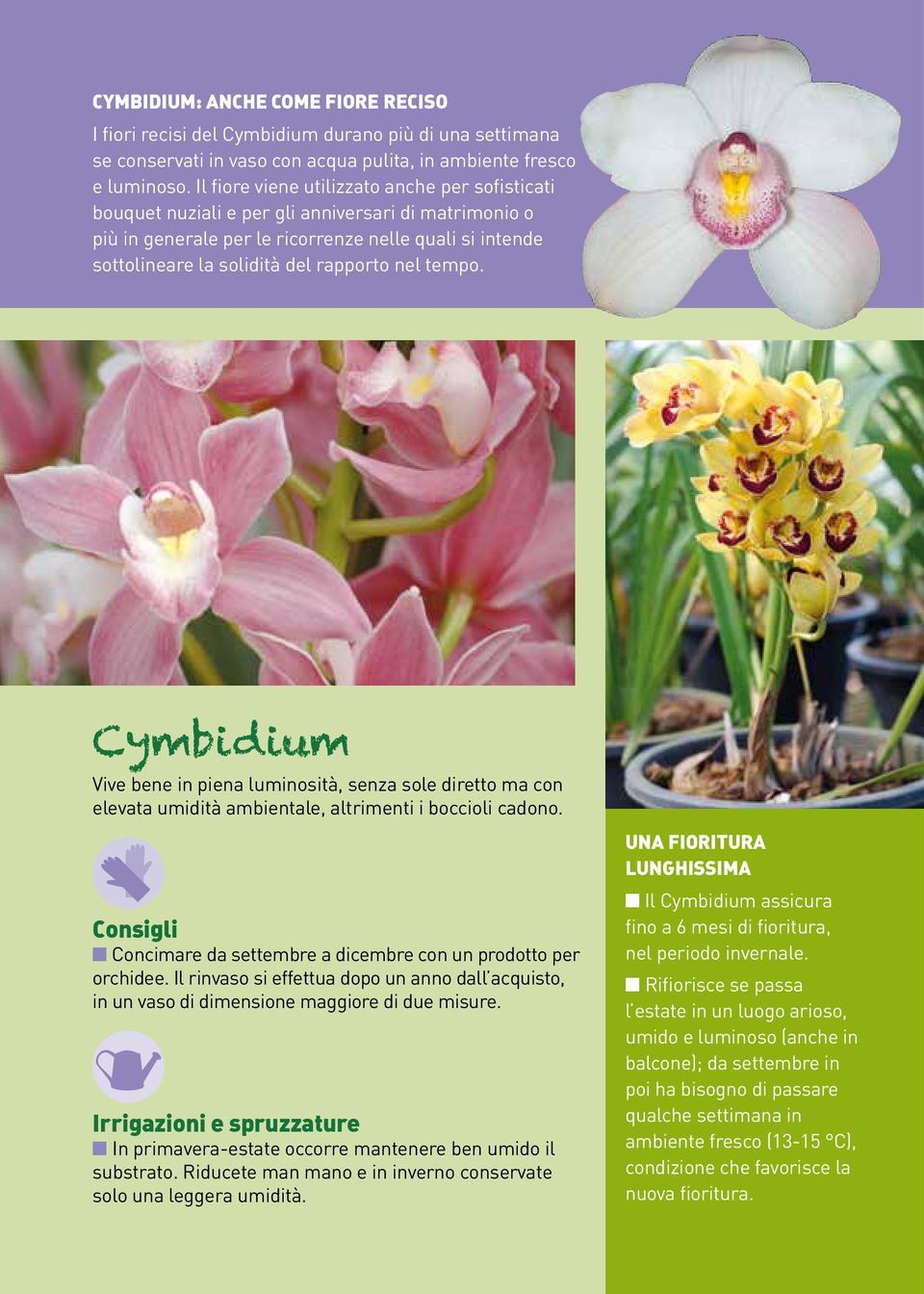 nel tempo. Cymbidium Vive bene in piena luminosità, senza sole diretto ma con elevata umidità ambientale, altrimenti i boccioli cadono.