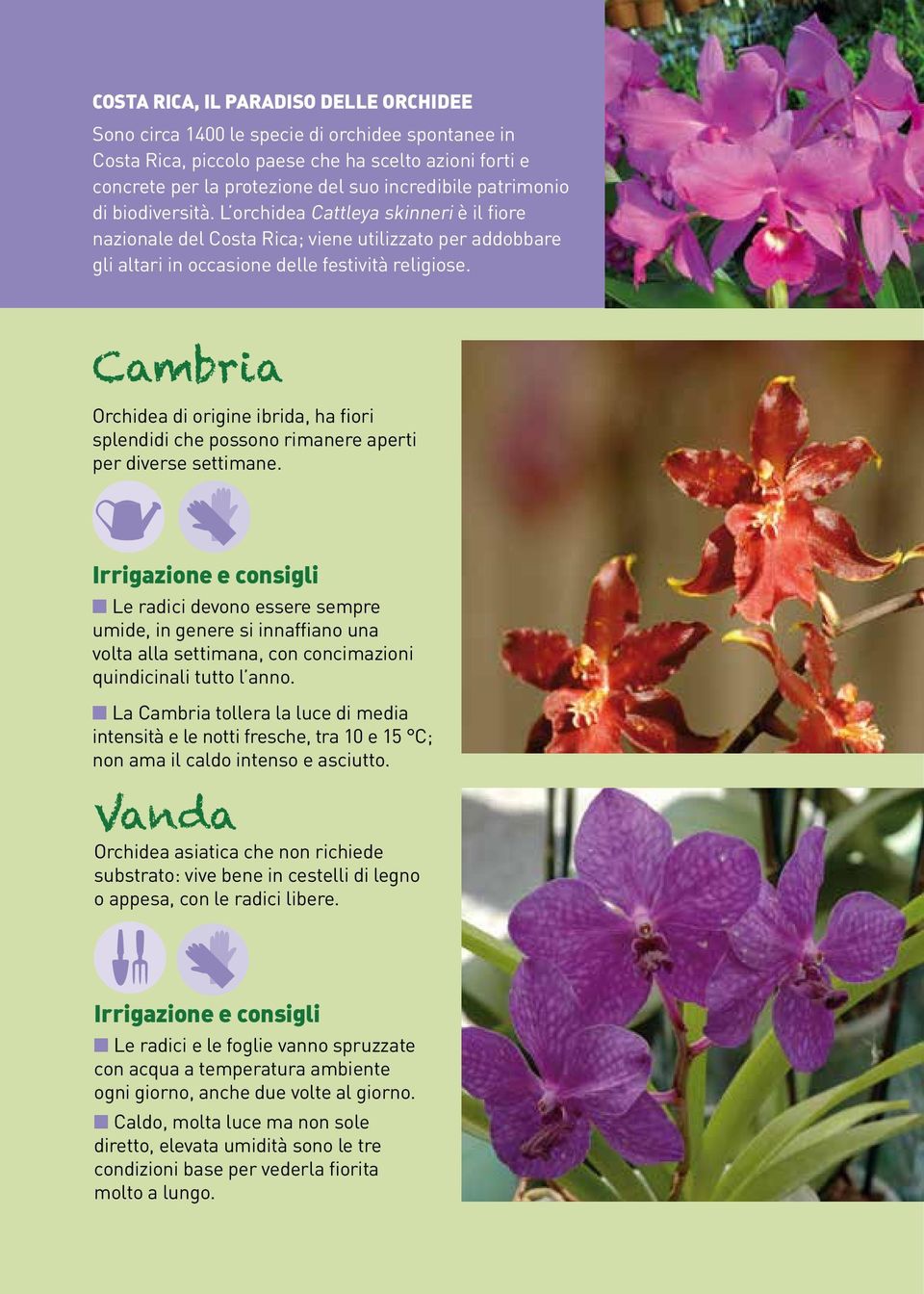 Cambria Orchidea di origine ibrida, ha fiori splendidi che possono rimanere aperti per diverse settimane.