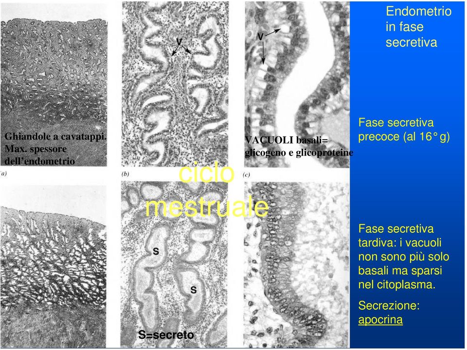 glicoproteine Fase secretiva precoce (al 16 g) Fase secretiva