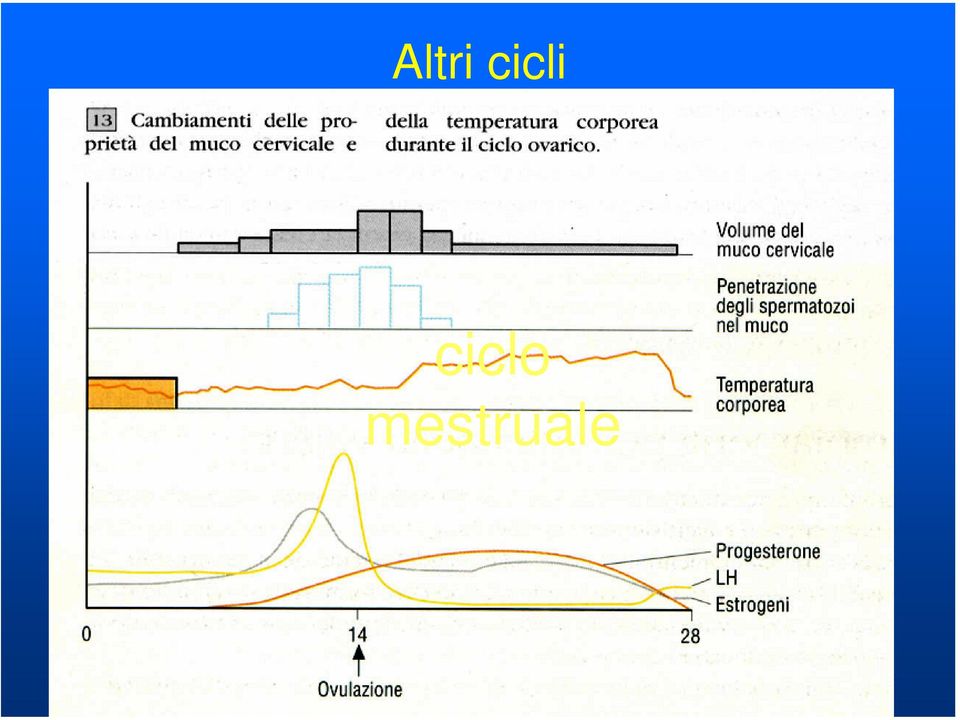 ciclo