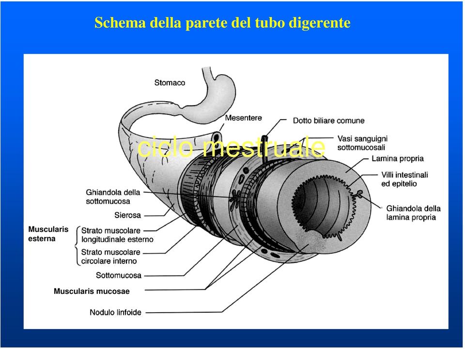 ciclo Muscularis