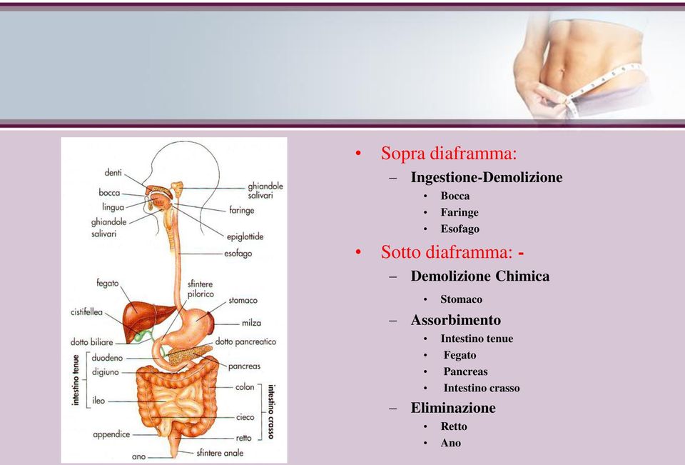 Chimica Stomaco Assorbimento Intestino tenue