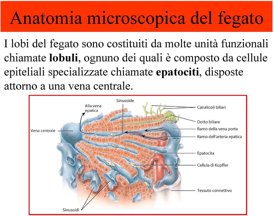 ognuno dei quali è composto da cellule epiteliali