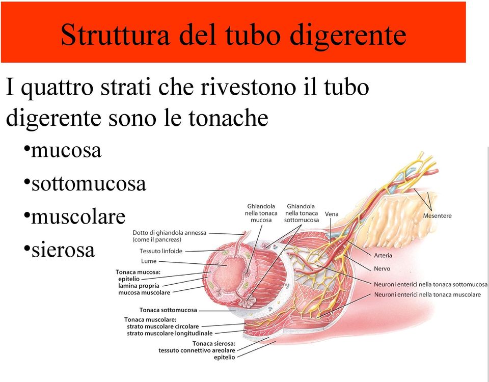 tubo digerente sono le tonache