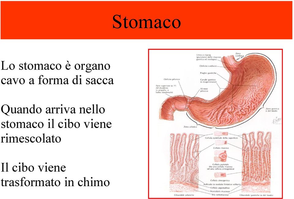 stomaco il cibo viene rimescolato