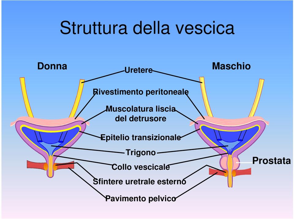 detrusore Epitelio transizionale Trigono Collo