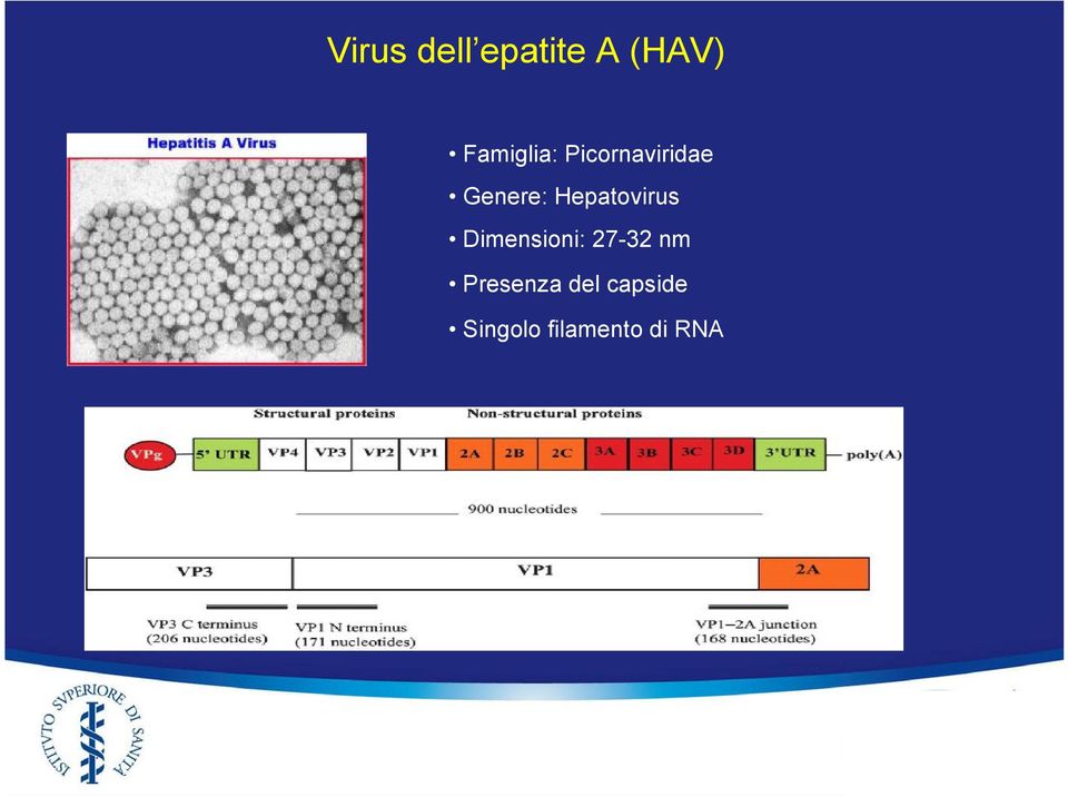 Hepatovirus Dimensioni: 27-32 nm