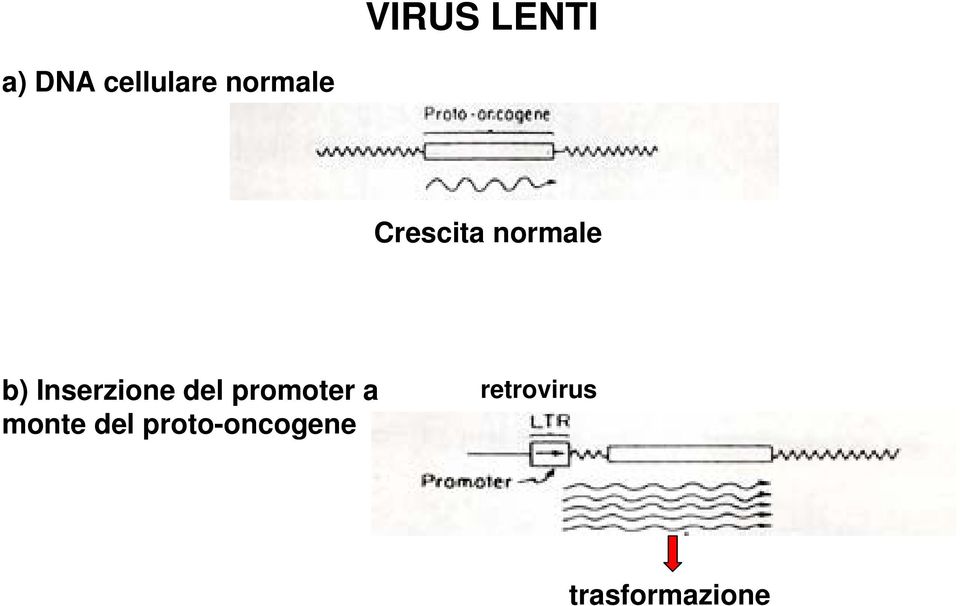 Inserzione del promoter a monte