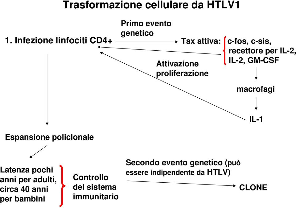 IL-2, IL-2, GM-CSF Attivazione proliferazione macrofagi IL-1 Espansione policlonale
