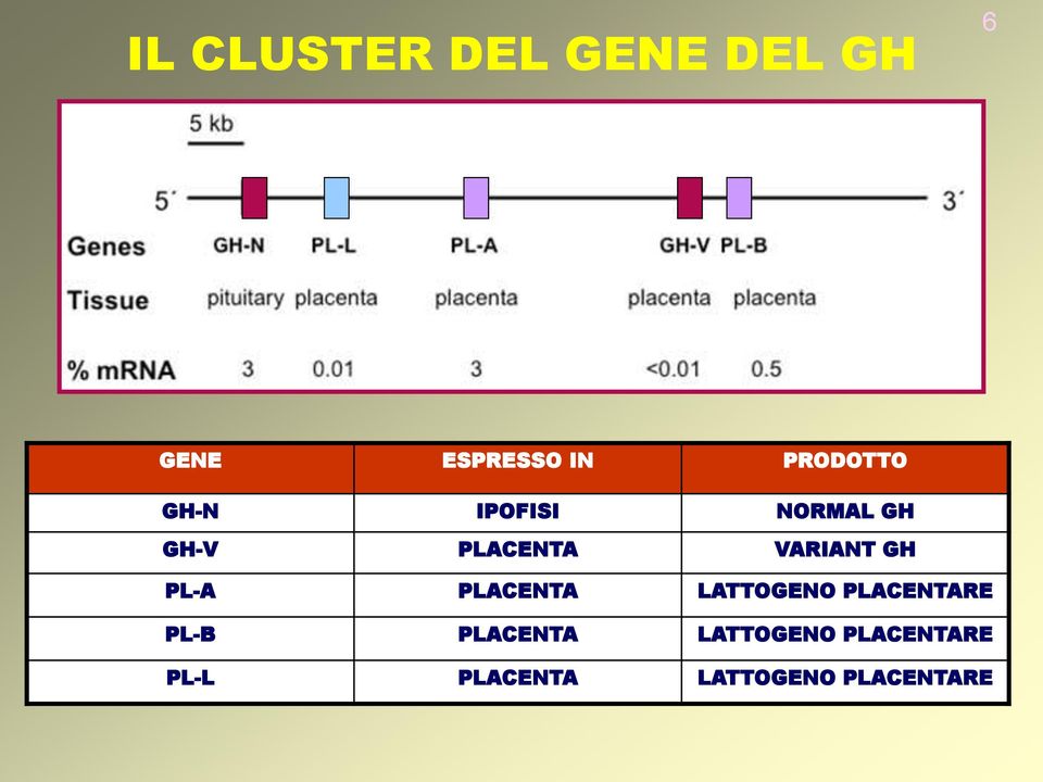 VARIANT GH PL-A PLACENTA LATTOGENO PLACENTARE PL-B