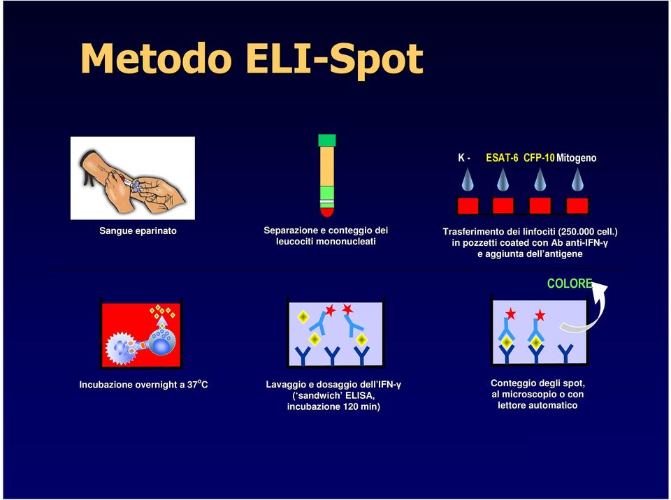 ) in pozzetti coated con Ab anti-ifn IFN-γ e aggiunta dell antigene COLORE Incubazione overnight a