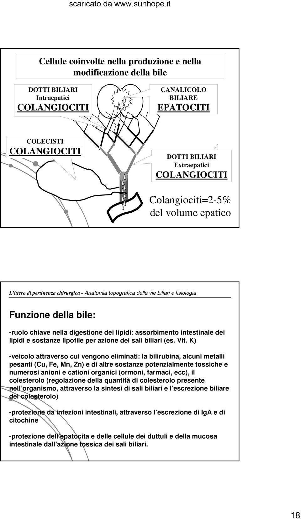 assorbimento intestinale dei lipidi e sostanze lipofile per azione dei sali biliari (es. Vit.