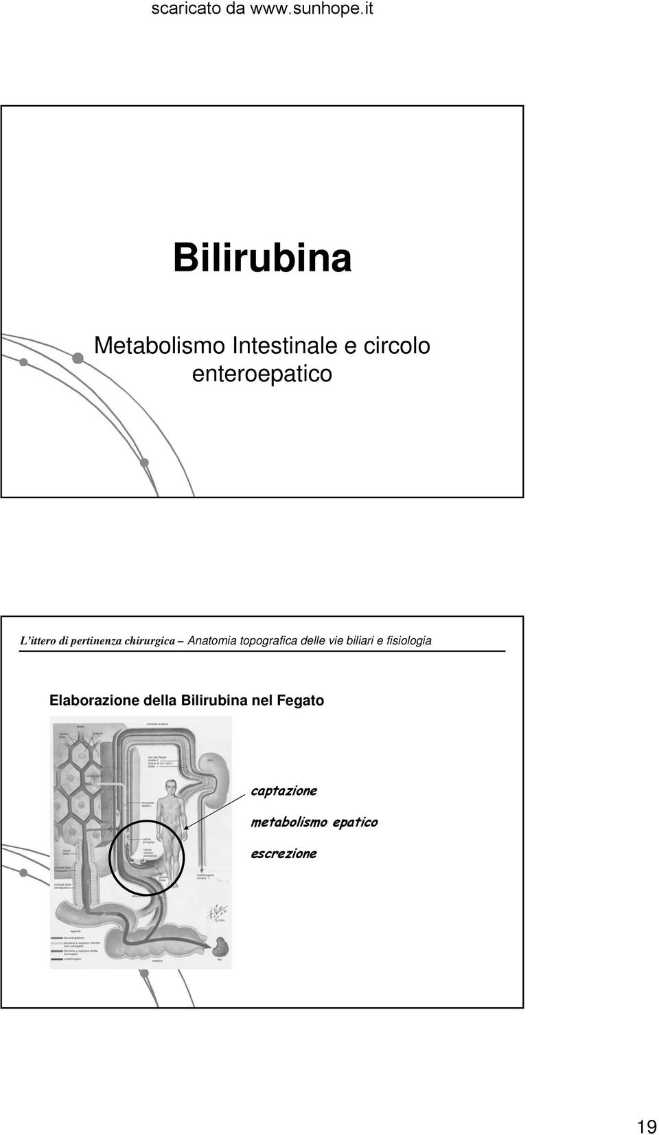 topografica delle vie biliari e fisiologia Elaborazione