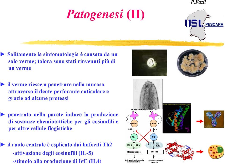 penetrato nella parete induce la produzione di sostanze chemiotattiche per gli eosinofili e per altre cellule