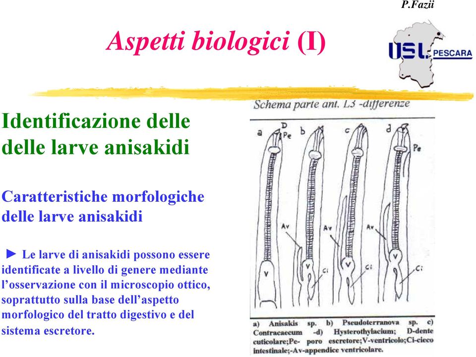 identificate a livello di genere mediante l osservazione con il microscopio