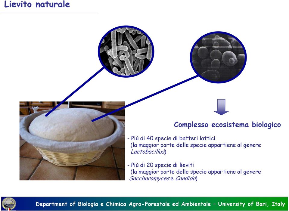 appartiene al genere Lactobacillus) - Più di 20 specie di