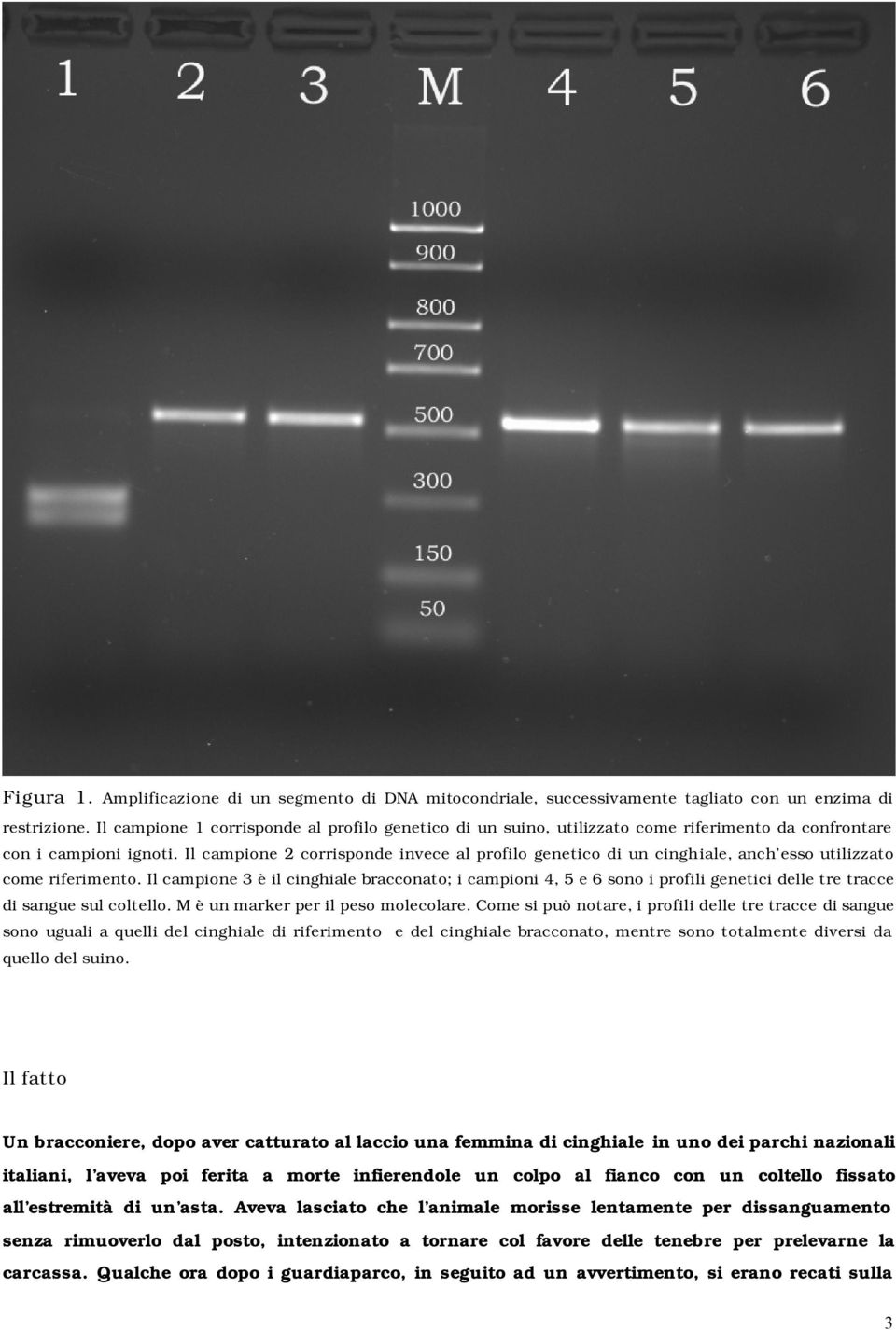 Il campione 2 corrisponde invece al profilo genetico di un cinghiale, anch esso utilizzato come riferimento.