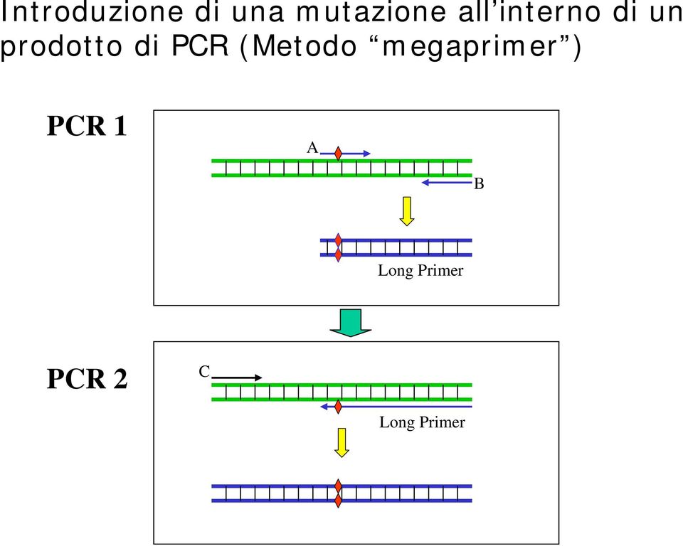 PCR (Metodo megaprimer ) PCR 1