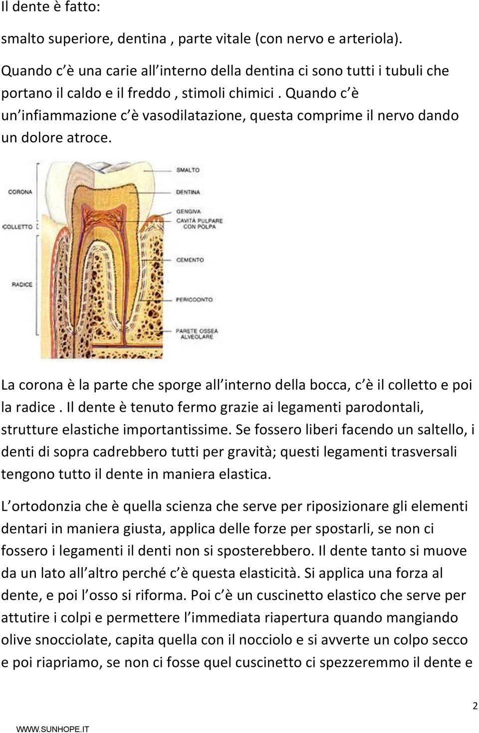 Quando c è un infiammazione c è vasodilatazione, questa comprime il nervo dando un dolore atroce. La corona è la parte che sporge all interno della bocca, c è il colletto e poi la radice.