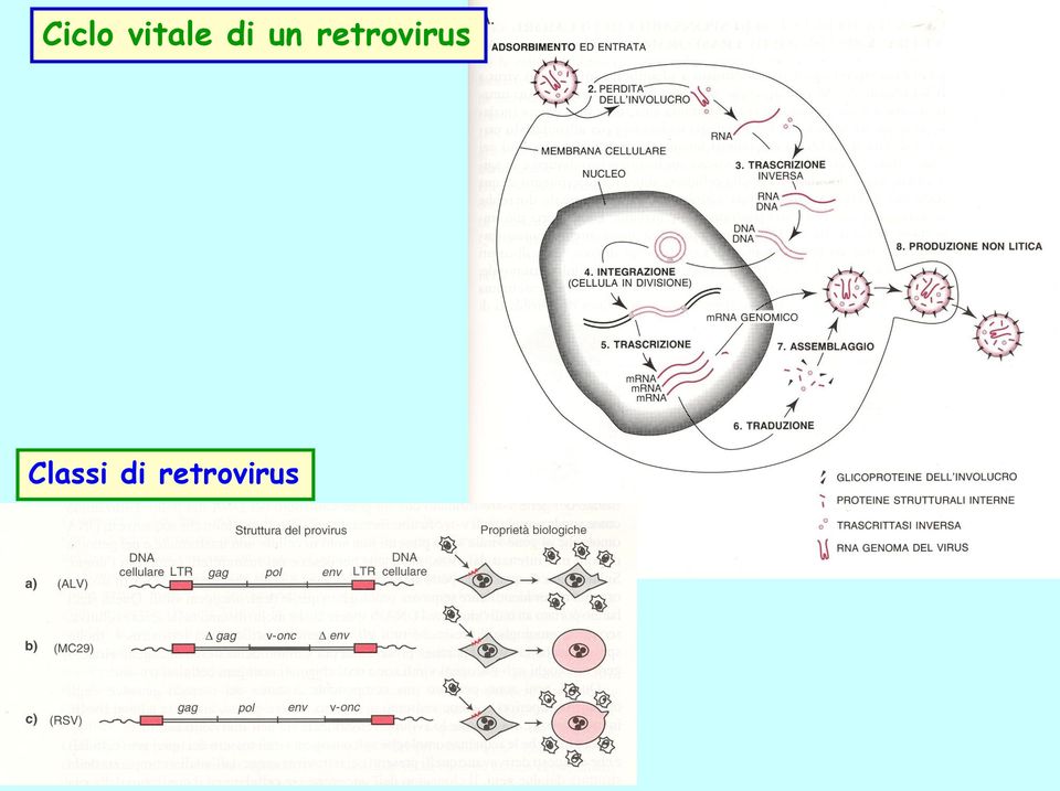 retrovirus