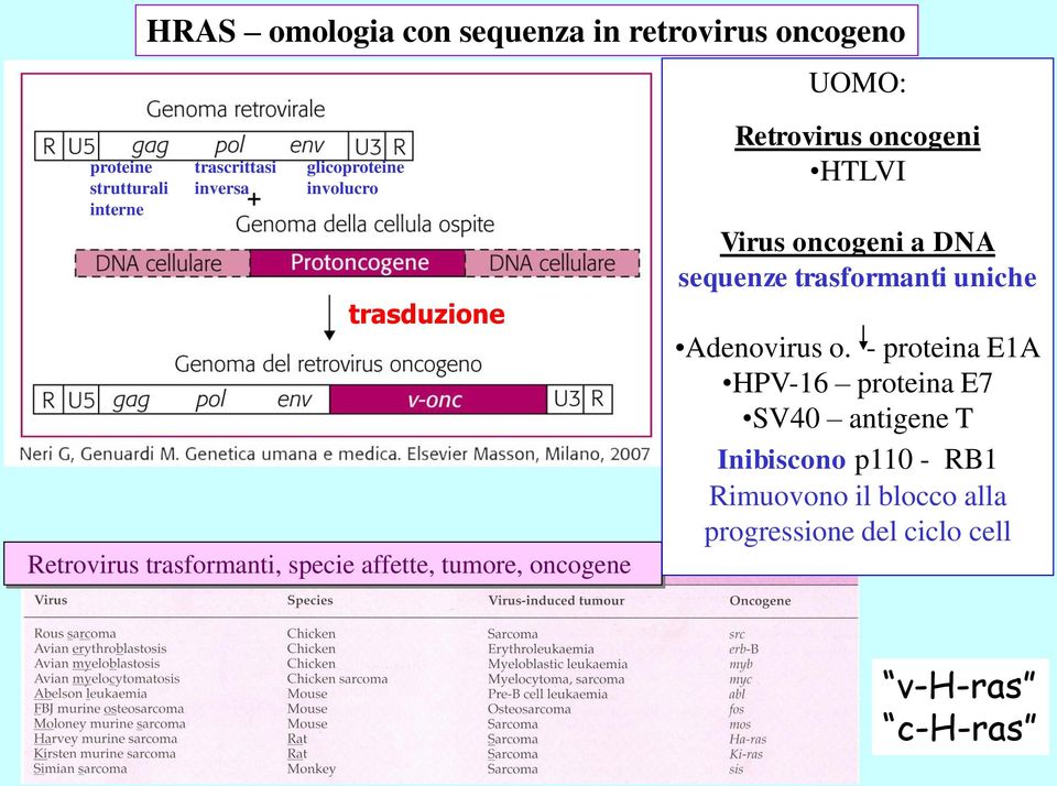 Retrovirus oncogeni HTLVI Virus oncogeni a DNA sequenze trasformanti uniche Adenovirus o.