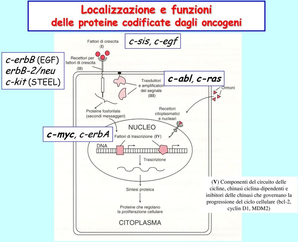 Componenti del circuito delle cicline, chinasi ciclina-dipendenti e inibitori