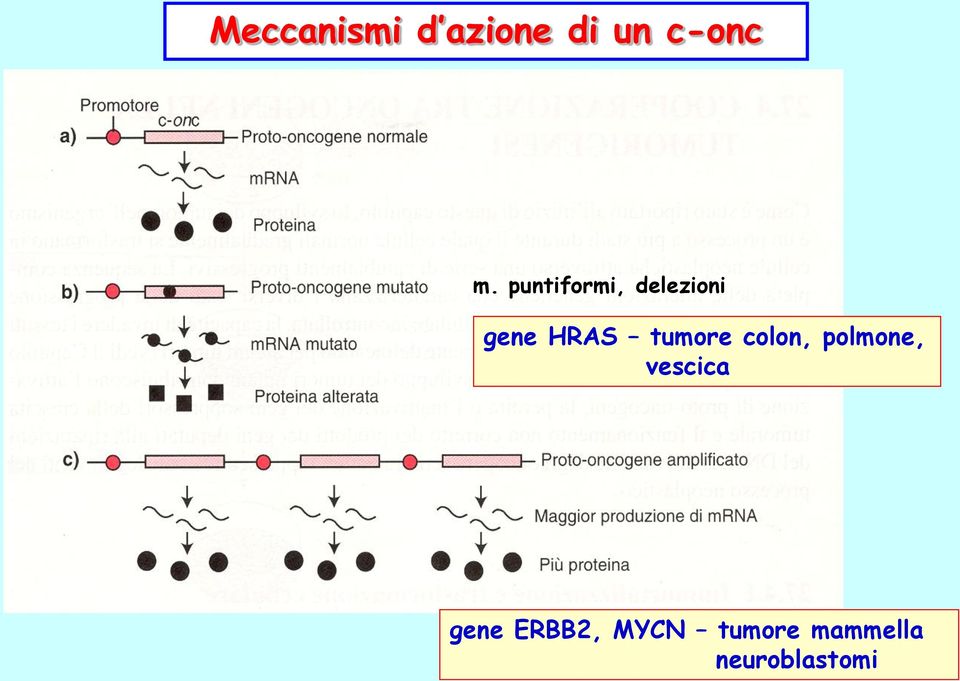 tumore colon, polmone, vescica gene