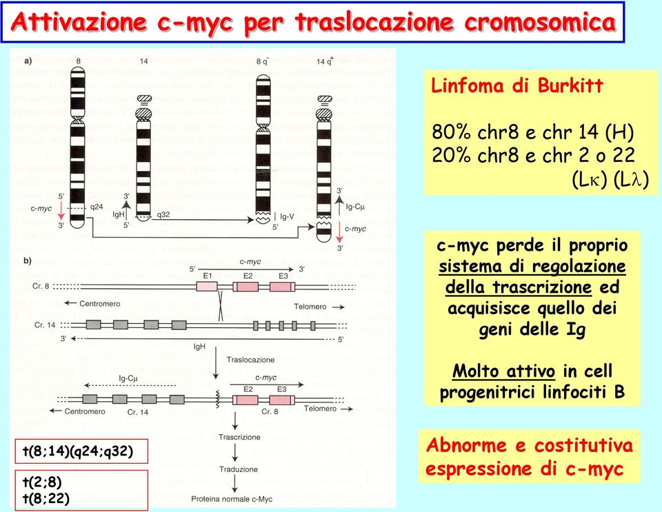 della trascrizione ed acquisisce quello dei geni delle Ig Molto attivo in cell