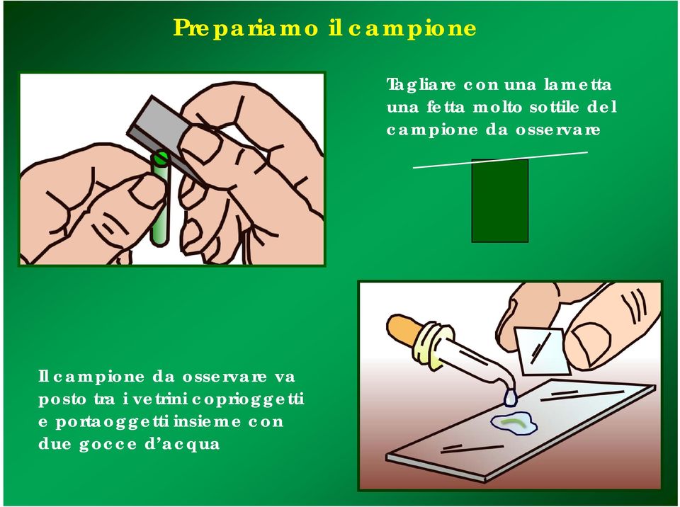 Il campione da osservare va posto tra i vetrini