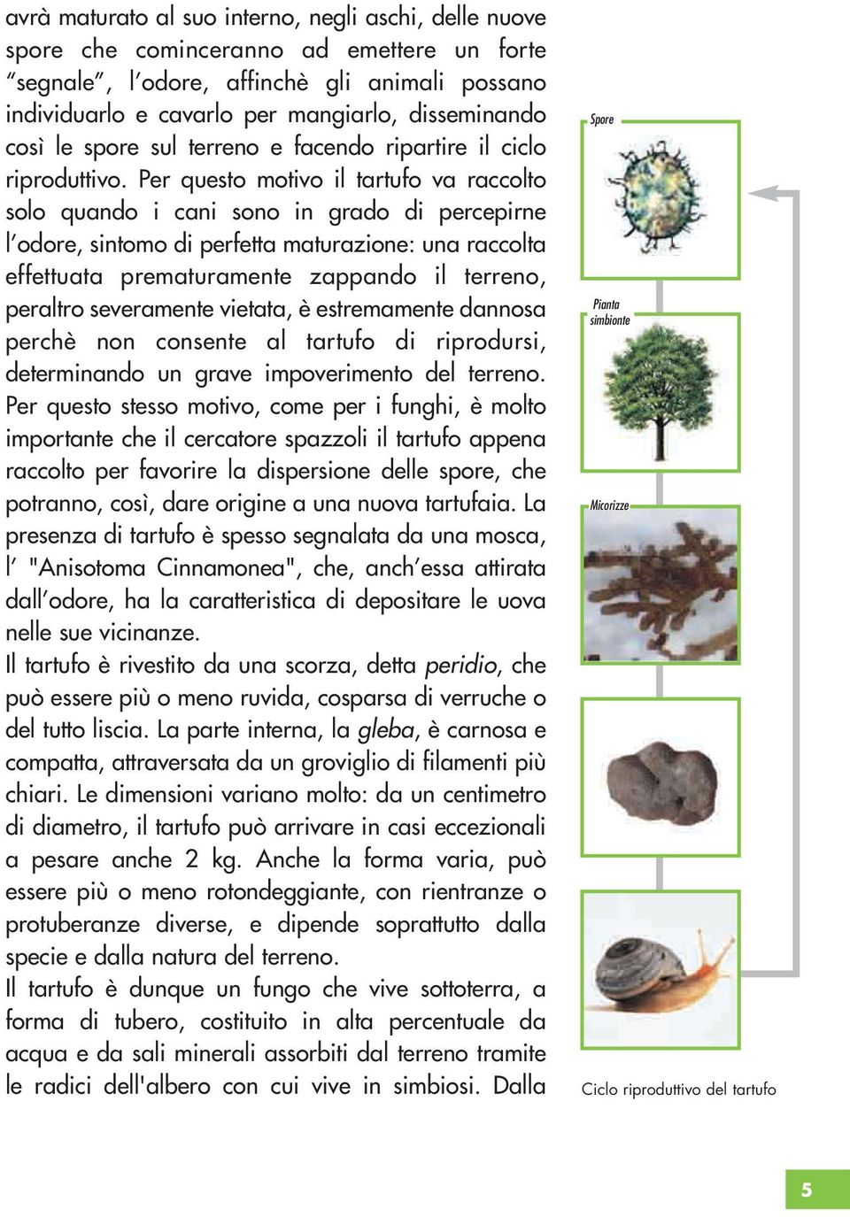 Per questo motivo il tartufo va raccolto solo quando i cani sono in grado di percepirne l odore, sintomo di perfetta maturazione: una raccolta effettuata prematuramente zappando il terreno, peraltro