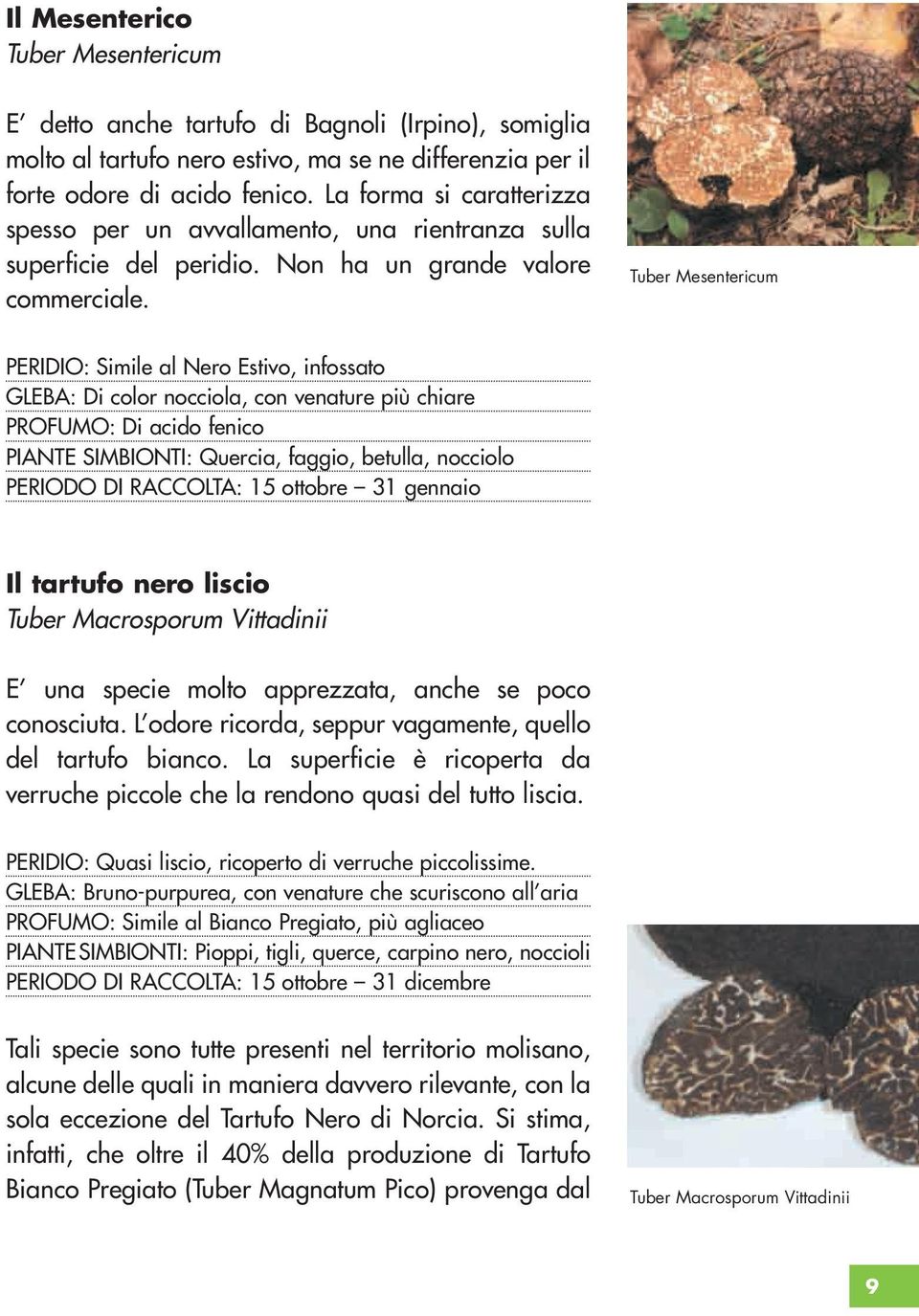 Tuber Mesentericum PERIDIO: Simile al Nero Estivo, infossato GLEBA: Di color nocciola, con venature più chiare PROFUMO: Di acido fenico PIANTE SIMBIONTI: Quercia, faggio, betulla, nocciolo PERIODO DI