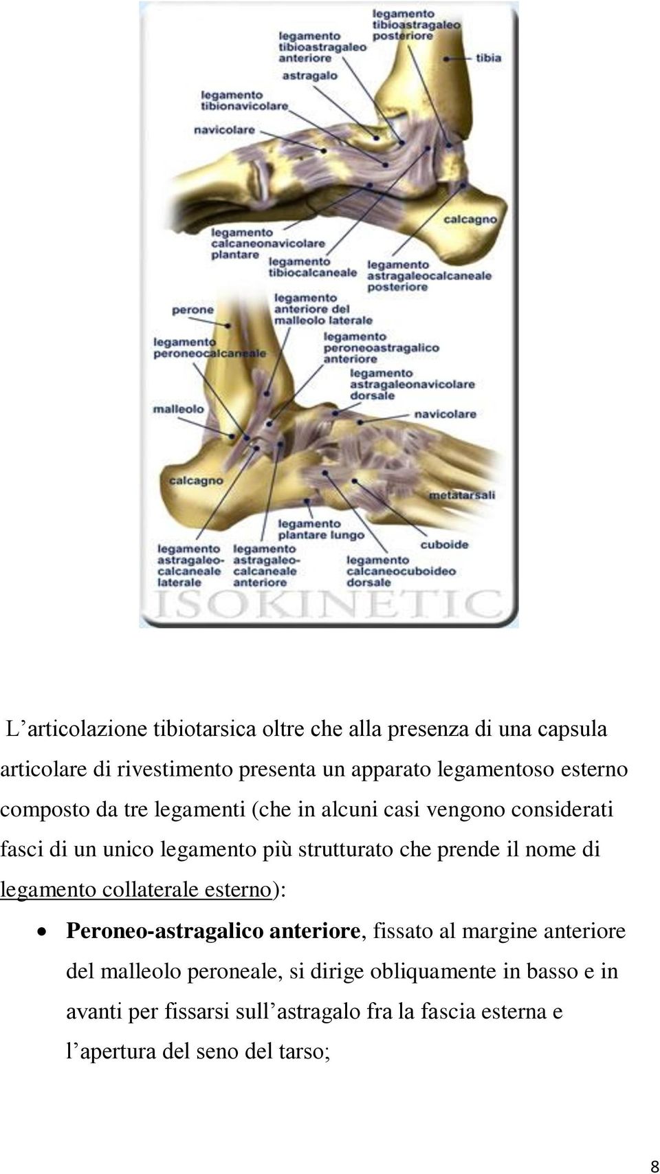 prende il nome di legamento collaterale esterno): Peroneo-astragalico anteriore, fissato al margine anteriore del malleolo